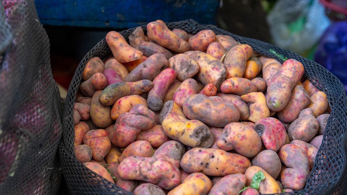 Spór o ziemniaki trwa już od lat