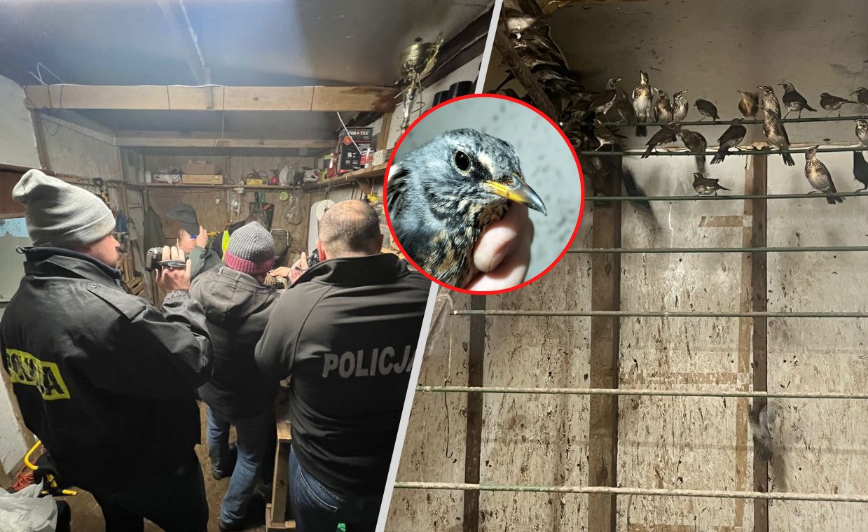 Włoch więził polskie ptaki. Policja pokazuje nagranie