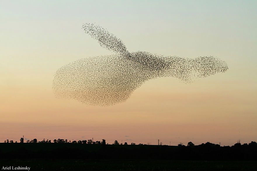 W pogoni za szpakami: fotograf śledzi ptaki, by ująć ich piękne formacje 2