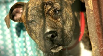 Amstaff zaatakował rowerzystkę w Knurowie. Właściciele uciekli przed przyjazdem policji