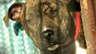 Amstaff zaatakował rowerzystkę w Knurowie. Właściciele uciekli przed przyjazdem policji
