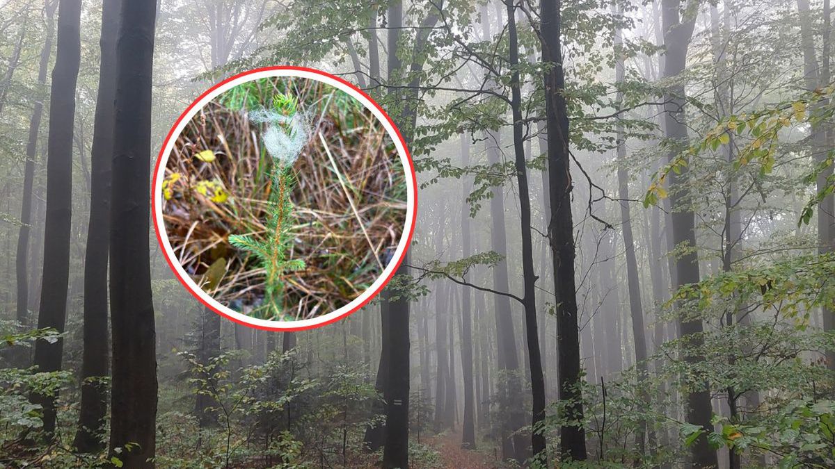 Wełna w lesie? Leśnicy z Olecka pokazali, jak chronią młode drze