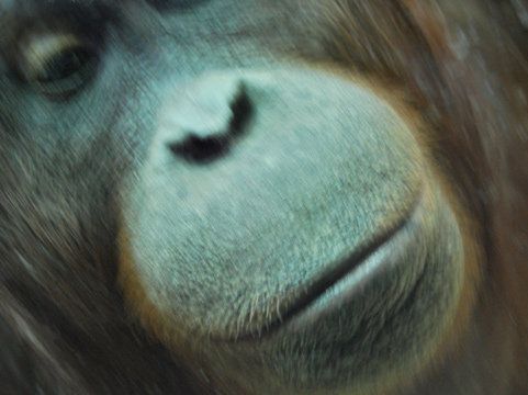 Orangutan fotograf gwiazdą Internetu 2