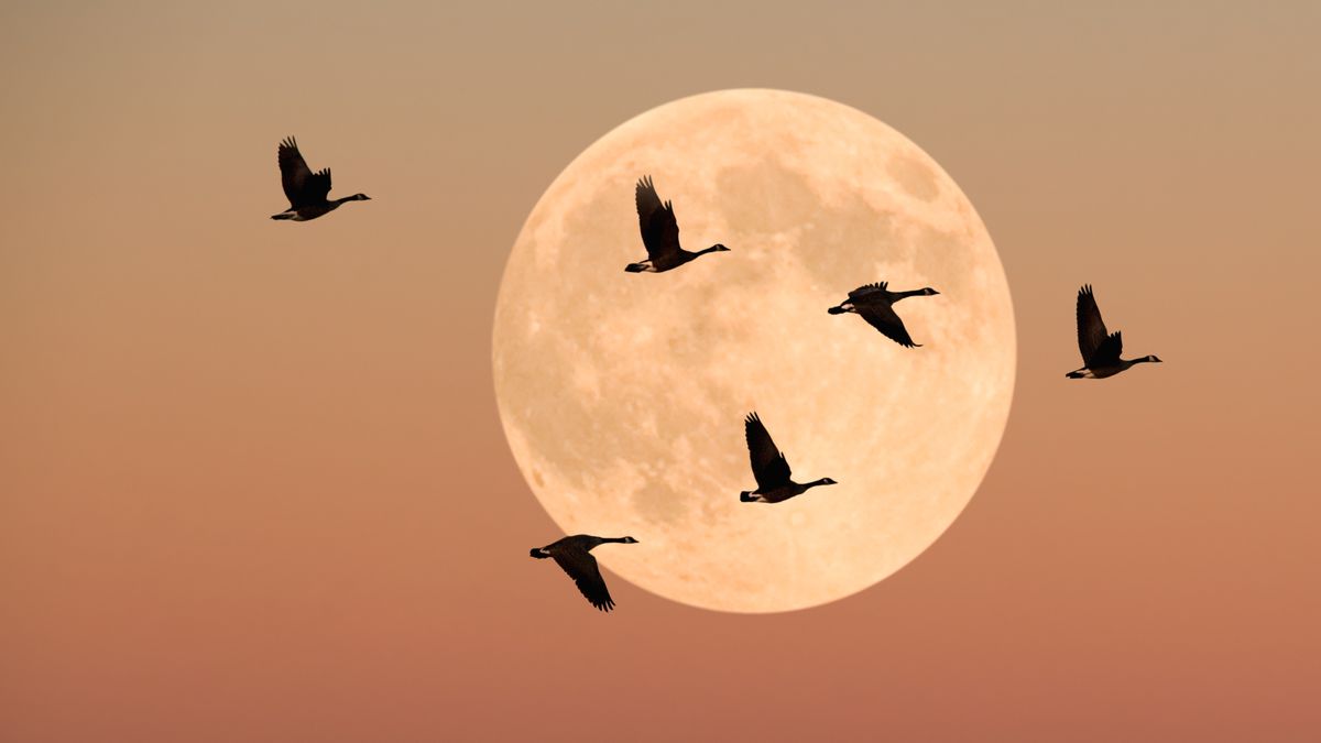 Co wiesz o migracji ptaków?