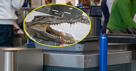 Szokujące odkrycie na lotnisku. W bagażu miał głowę... krokodyla