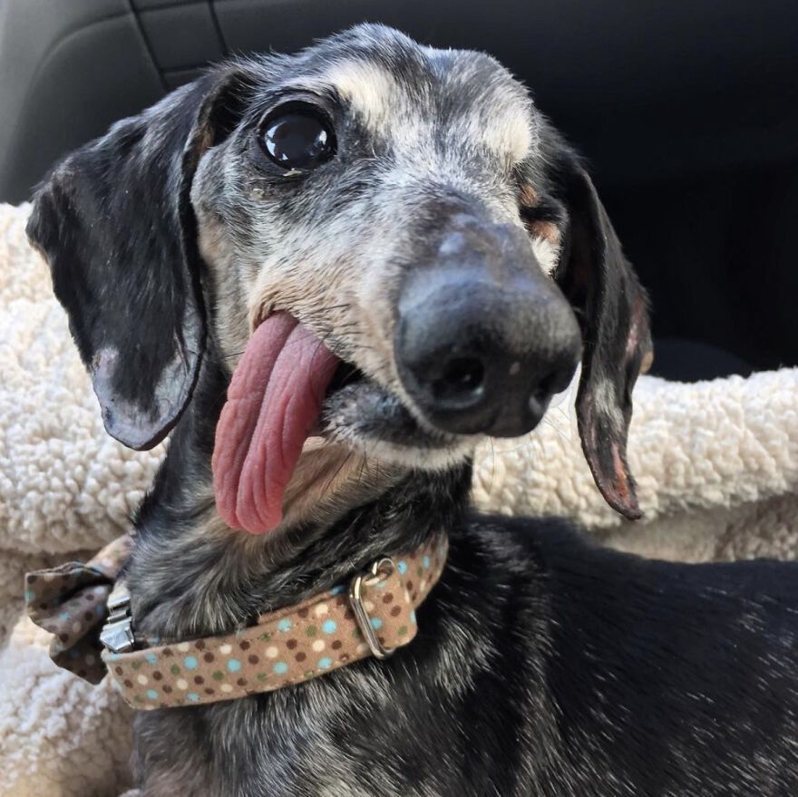 Psim seniorom trudno się oprzeć.