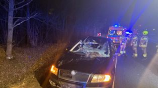 Sadykierz: Zderzenie auta z łosiem. Ranna jedna osoba, zwierzę zginęło