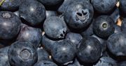 Jagody i borówki mogą stać się lekarstwem na wysokie ciśnienie krwi