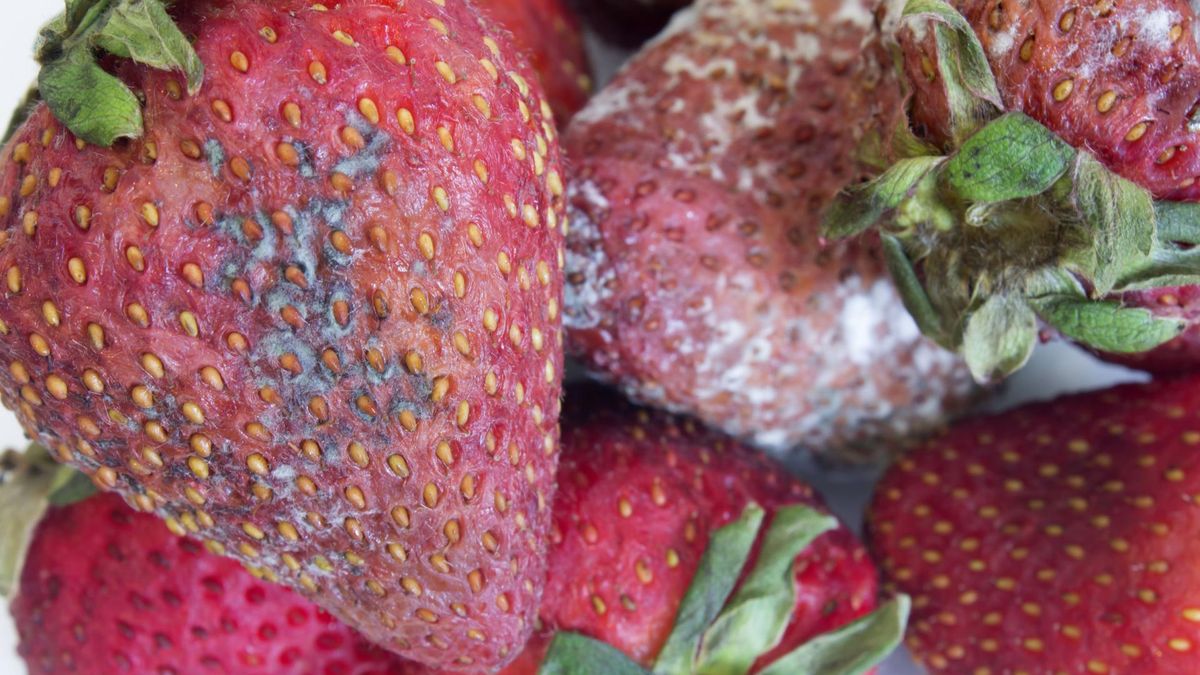 Najczęściej mykotoksyny powstają w żywności pokrytej pleśnią