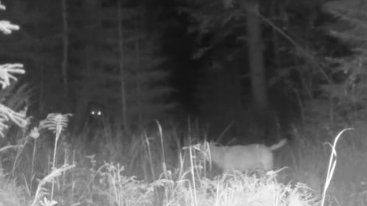 Niedźwiedź kontra trzy wilki. Fotopułapka wszystko nagrała 