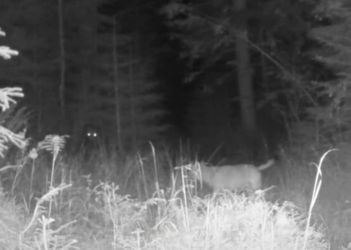 Niedźwiedź kontra trzy wilki. Fotopułapka nagrała niezwykłe spotkanie