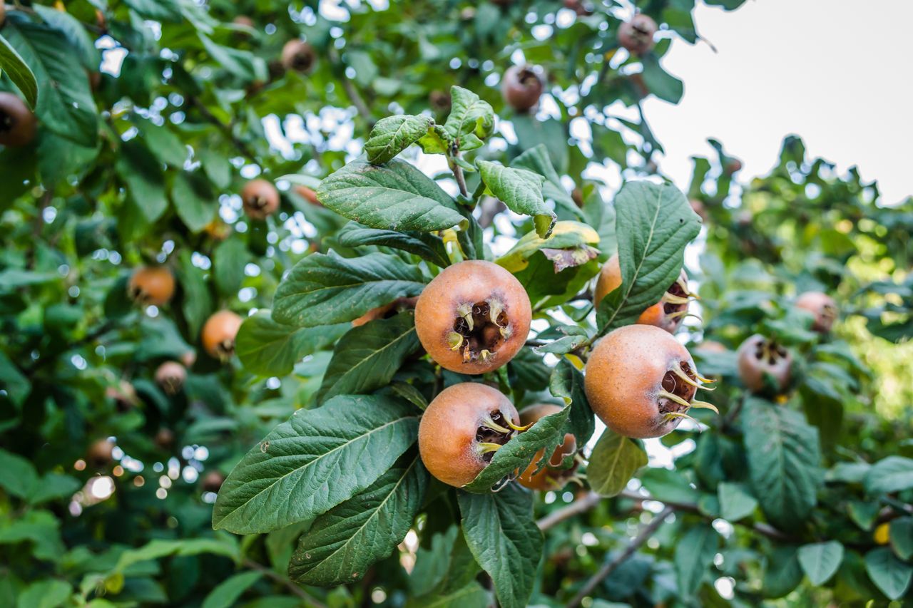 Medlar