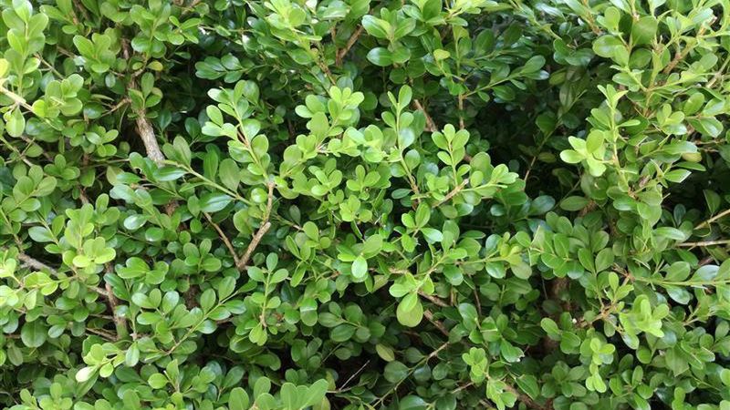 Ostrokrzew karbowanolistny jest konkurencją dla bukszpanu