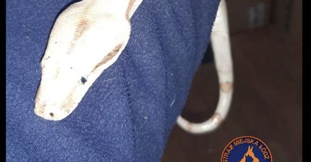 Miała wyrzucić śmieci, znalazła węża. Rozstanie było trudne
