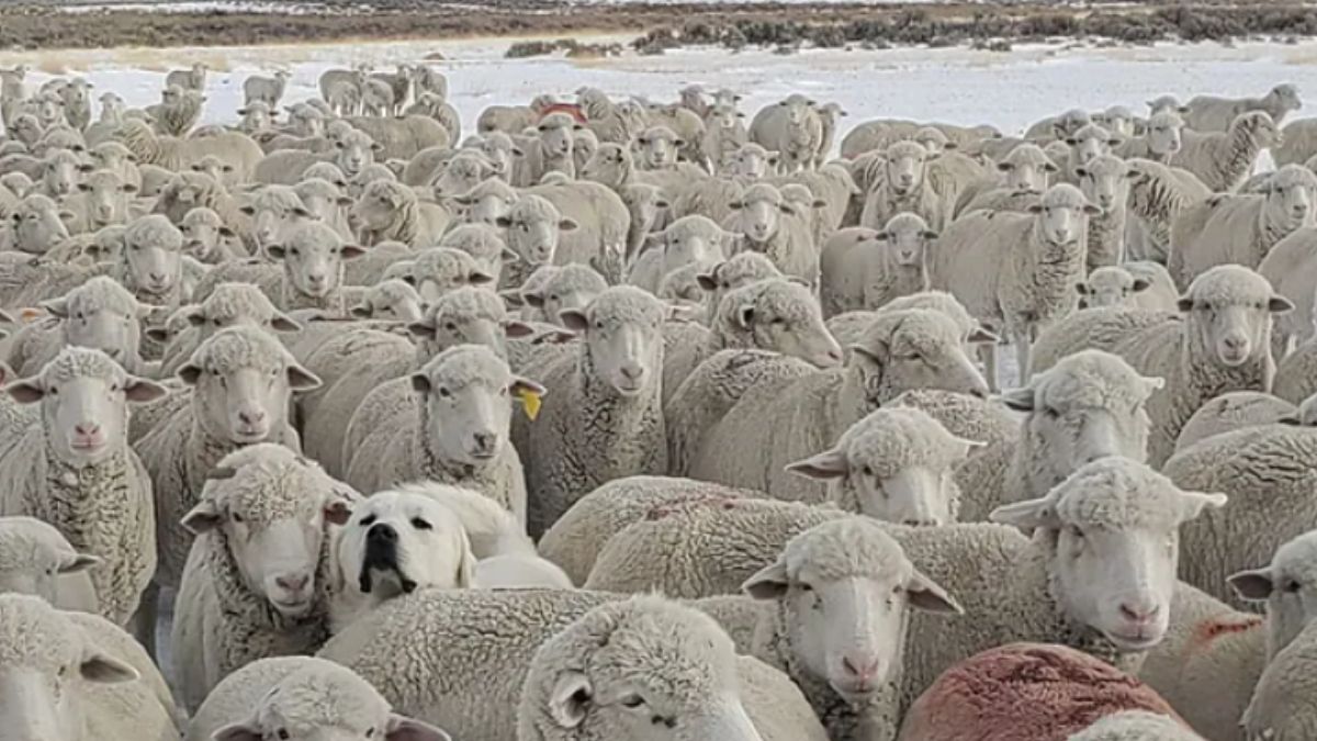 Gdzie ukrył się pies?