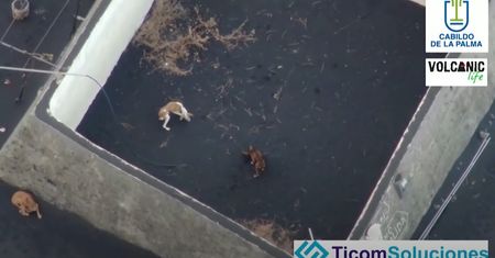 Drony pomogą ratować psy. Zwierzęta zostały uwięzione przez lawę na La Palma