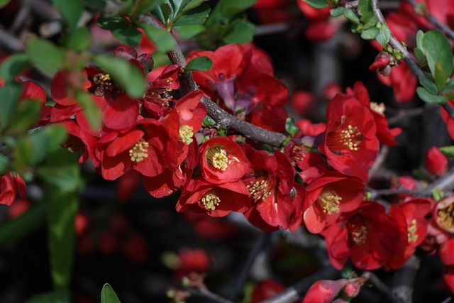 Samsung NX300 – solidny bezlusterkowiec o wielkich możliwościach [test] 45