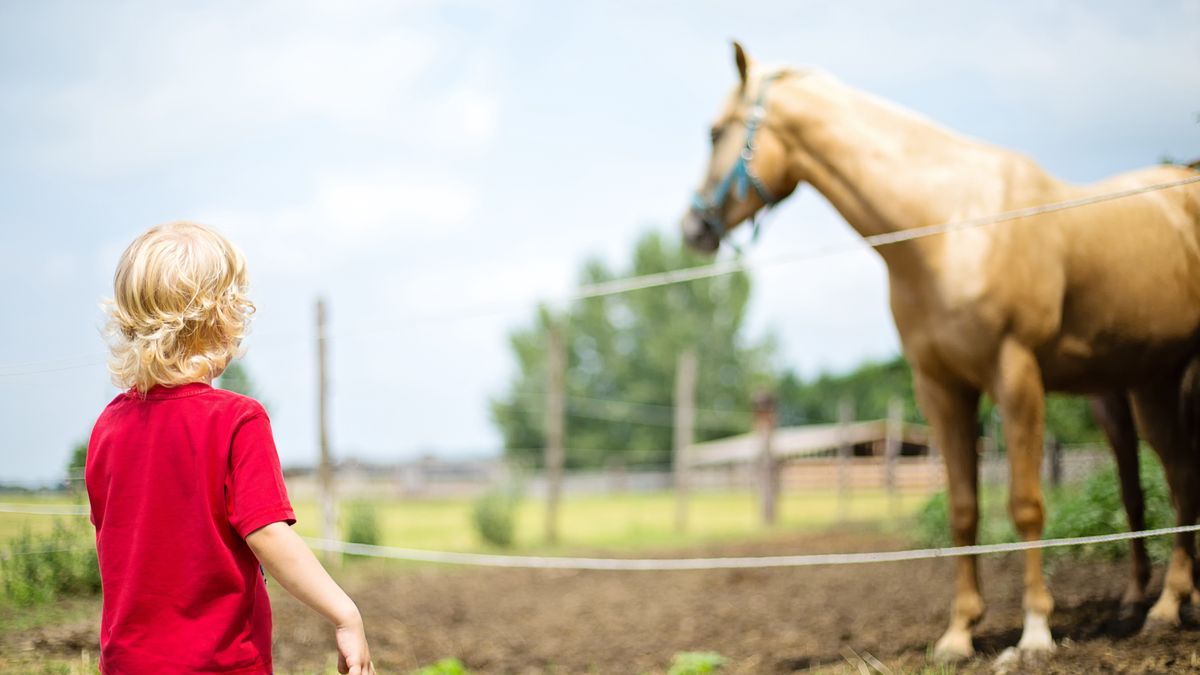 Koń - zdjęcie poglądowe
