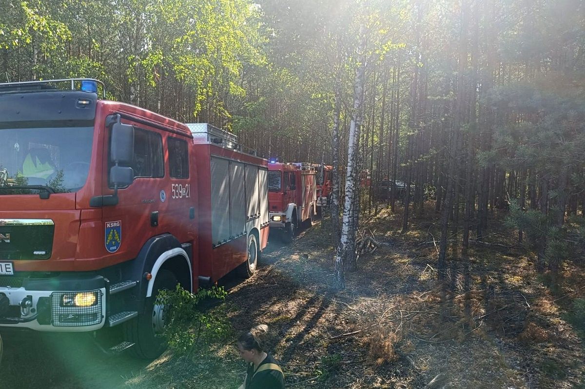 Spłonęło 3,5 hektara lasu. To sprawka trójki dzieci i zabawy ogniem