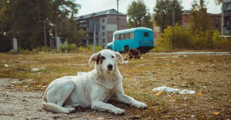 Zbadano psy w Czarnobylu. Wyniki są zaskakujące