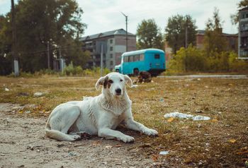 Zbadano psy w Czarnobylu. Wyniki są zaskakujące
