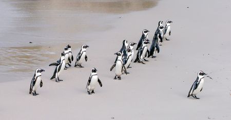 Zmierzch merytokracji: Linux trafi pod kontrolę bojowników o sprawiedliwość społeczną?