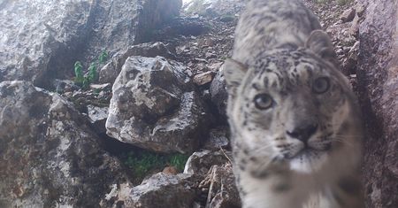 Ciekawska pantera śnieżna pozuje do selfie