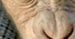 ''Dawn of the Planet of the Apes'': Matt Reeves trafił na Planetę Małp