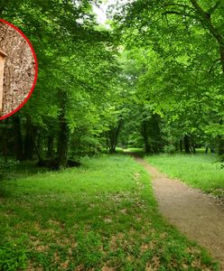 Nowatorski projekt w Pruszkowie. Mieszkańcy będą mogli obserwować ptaki on-line