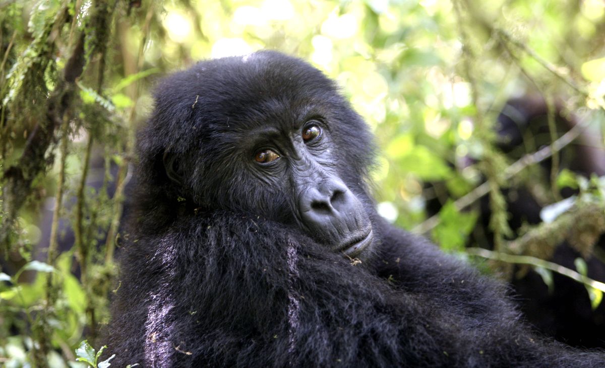 WWF bije na alarm. Na zdjęciu goryl z Parku Narodowego Kahuzi-Biega w Demokratycznej Republice Konga