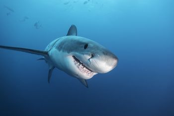 Ponad 2,5-metrowy żarłacz u wybrzeży Myrtle Beach. Jest pod stałą obserwacją