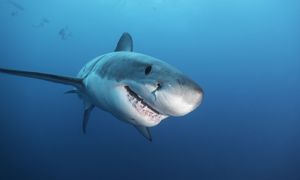 Ponad 2,5-metrowy żarłacz u wybrzeży Myrtle Beach. Jest pod stałą obserwacją