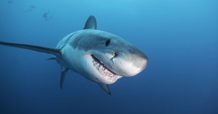 Ponad 2,5-metrowy żarłacz u wybrzeży Myrtle Beach. Jest pod stałą obserwacją
