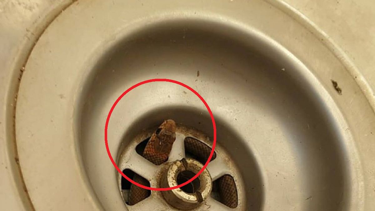 Jeden z najbardziej jadowitych gadów na świecie pojawił się w umywalce jednego z mieszkańców Australii. 