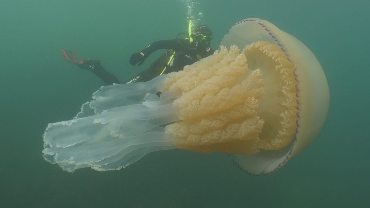 Potwór z głębin. Naukowcy nie mieli pojęcia, czym jest 1