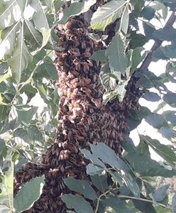 Rój pszczół na akacji. Interweniował pszczelarz