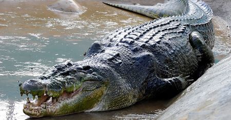 "Odgryzł głowę uczennicy". Internauci opłakują gigantycznego krokodyla