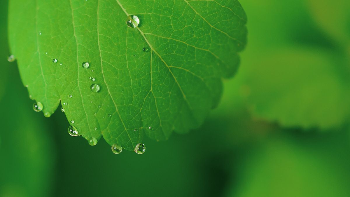 Eksperci krytykują Europejski Zielony Ład.