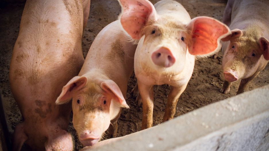 pig, farm, animal, piglet, pink, agriculture, pork, swine, mammal, dirty, baby, cute, piggy, hog, snout, domestic, livestock, animals, food, meat, pigs, sty, mouth, young, straw, funny, water, spring, hair, skin, pet, chat, tradition, sow, fur, pets, sparse, covered, dribble, nursing, welfare, waffle