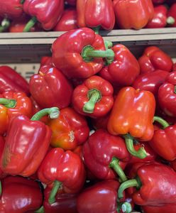 Gnijąca papryka na polach. Dramatyczna sytuacja w gospodarstwach