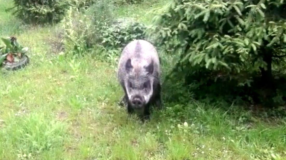 Ten dzik zjadł dzieciom pierogi (nie podano z czym były).