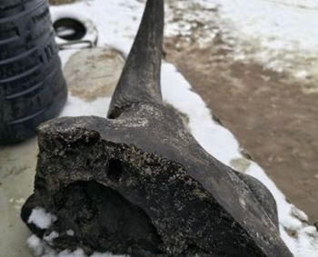 Szok pod Płockiem. Odkryli prehistoryczną czaszkę podczas kopania stawu