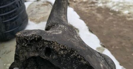 Szok pod Płockiem. Odkryli prehistoryczną czaszkę podczas kopania stawu