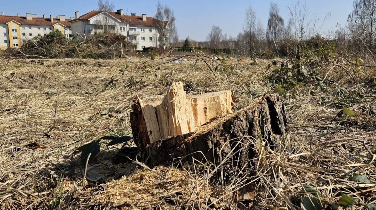 Co się buduje na Dekerta? Wycięto drzewa i krzewy