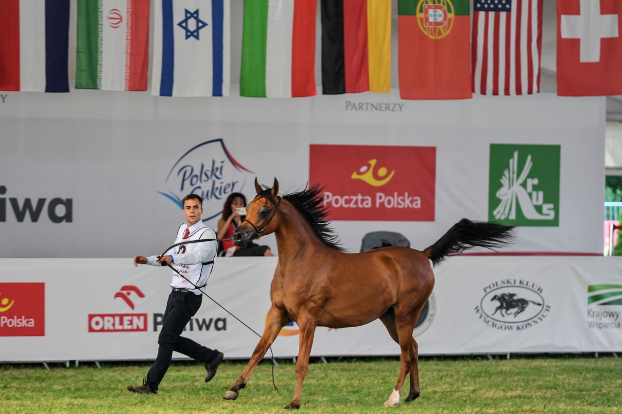 Skandal na aukcji w Janowie. Wezwano policję. Wszystko na oczach VIP-ów.
