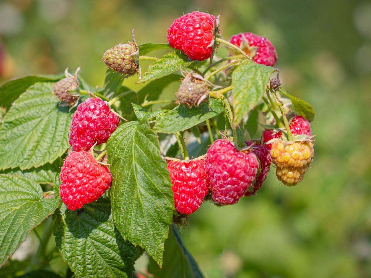 Jesienią rozsyp pod malinami. Zbiory cię zadziwią