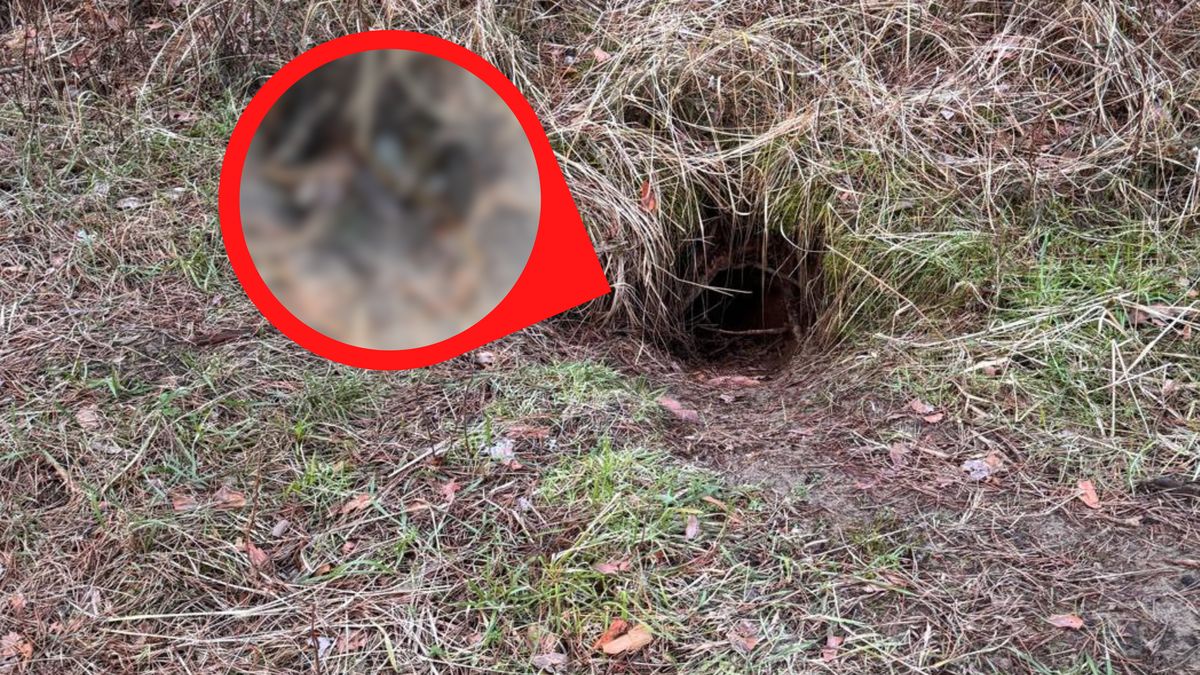 Namierzył wyjątkowo rozległą borsuczą norę.