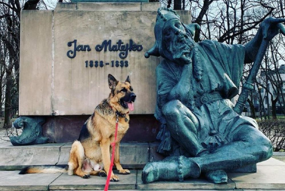 Pies ambasadora Marka Brzezinskiego przy pomniku Jana Matejki 