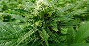 Opracowano nowy rodzaj marihuany. Będzie legalnie dostępna?