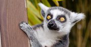 Lemur próbował ukraść fotografowi aparat